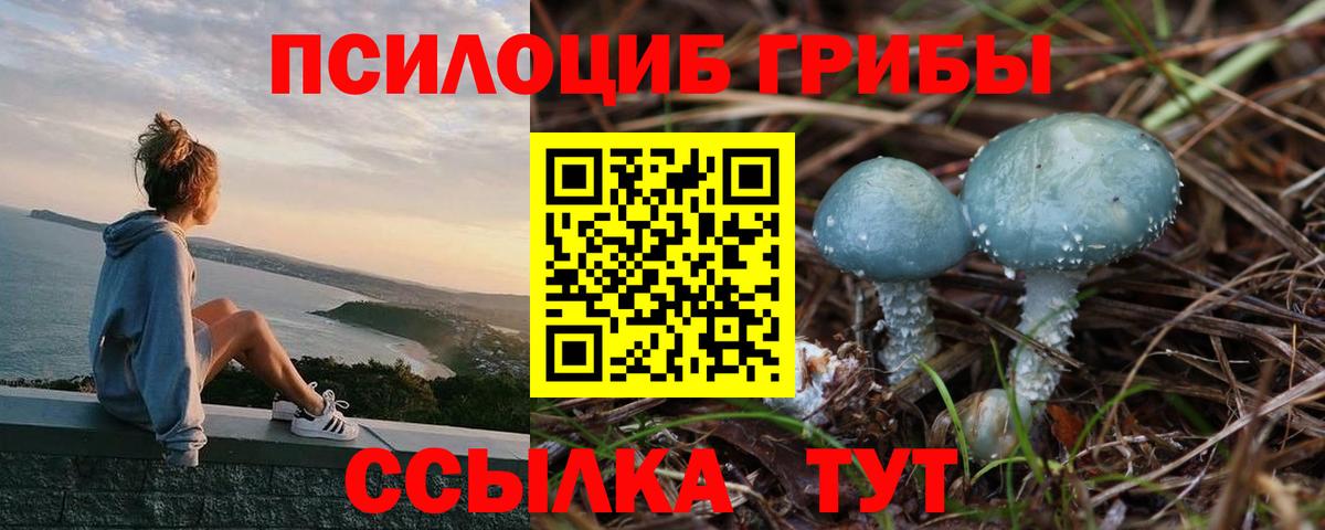 Галлюциногенные грибы Psilocybe Чебоксары
